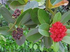 Xanthostemon verdugonianus Mangkono Xanthostemon verdugonianus Mangkono